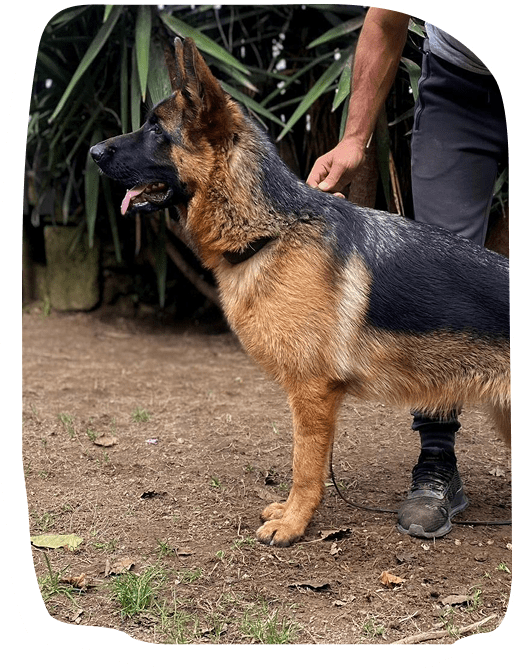 Dog Poop Removal Near Me