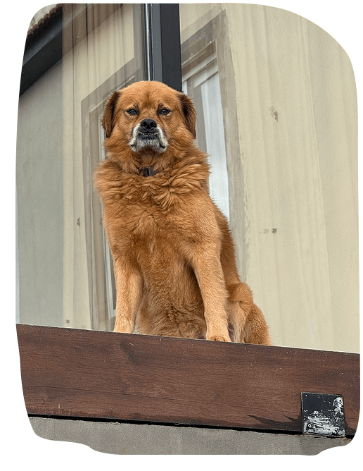 Dog Poop Removal Service Near Me