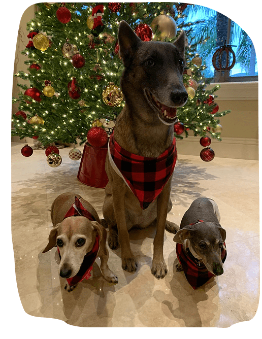 Poop Pick Up Service Near Me